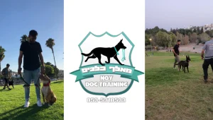 'נוי כהן אילוף כלבים': לבלות עם החברים הכי טובים שלנו