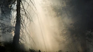 קליפורניה: מאמצים להציל את העץ הגדול בעולם משריפה