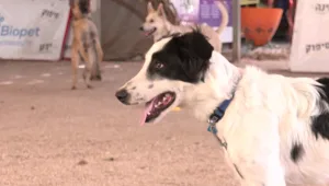 גל נטישות הכלבים: הכלבים שננטשו על ידי בעליהם - ומחפשים בית