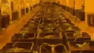 נחשפה מנהרה לגידול קנאביס באורך 120 מטרים - 3 חשודים נעצרו