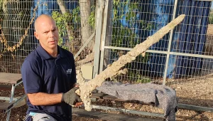 צלל עם שנורקל - וגילה חרב בת 900 שנה: "במצב מושלם"