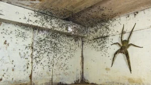 גיל וויזן תיעד את העכבישית מתחת למיטתו וזכה בפרס צלם השנה