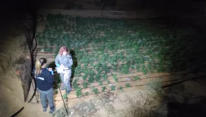 בעזרת 650 לוחמים: 23 נעצרו בגין עבירות סמים ונשק בדרום