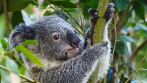 אוסטרליה אובדת עצות: איך עוצרים את הרוצח השקט של הקואלות?