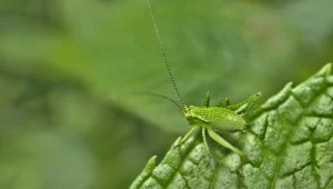 קסם הדברות בפריסה ארצית – הבחירה הכי מקצועית