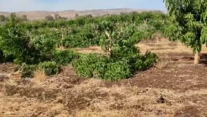 "מעשה של זדון ורוע": עשרות דונמים של עצים נהרסו ברמת הגולן