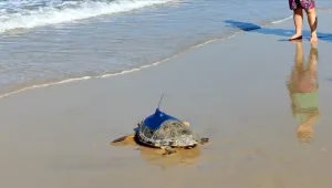 לשחרר את אלזה: בת ה-12 שנרתמה להצלת צבי ים