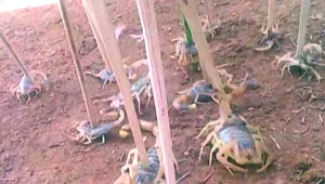 השיטפונות במצריים הביאו איתם נהרות של עקרבים ארסיים ומסוכנים