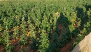 עם 1,000 שוטרים ומסוקים באוויר: תיעוד הפשיטה על גורמי הפשיעה בדרום