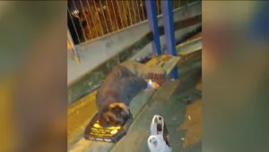 "זו פצצה מתקתקת": איך הפכה "מלכת החפלות" לדיירת רחוב?