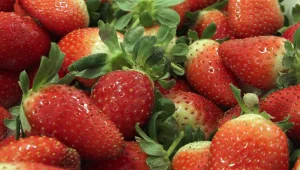 עונת התותים: איך הפרי הפך ליקר כל כך, ואיפה תאכלו ישר מהשדה?