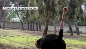 נס החנוכה של ניסים היען: בלע תפוח וניצל בנס