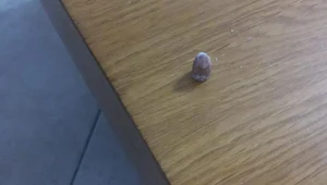 קליע תועה חדר לבית ברמלה: "שמענו ירי והכדור נכנס"