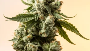 דידי הררי במסע מרגש לעולמם של מטופלי הקנאביס