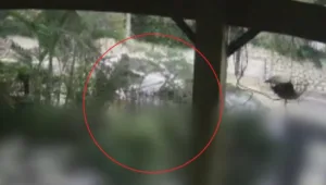 ביקשה להתגרש - וקיבלה איומים משכירי חרב שנשלחו על ידי בעלה: "נשחט אותך"