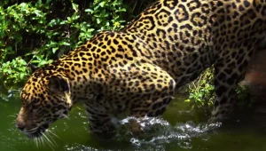 שיחה עם האיש ששוחה במקומות המסוכנים בעולם