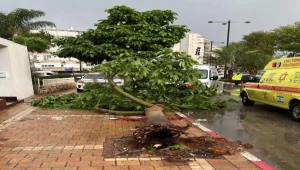 מוסיף להיות קשה מצבו של הגבר שנפצע מקריסת עץ בנתניה