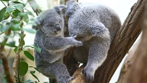 סורגים לחיות הכיס: יוזמה להצלת בע"ח שנפגעו בשריפות באוסטרליה