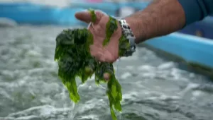 לא רק בסושי: המטבח הישראלי גילה את האצות - מלחם ועד גלידה