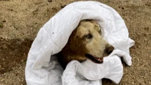 הכלב מיגל שב הביתה אחרי שחולץ מתעלת ביוב בה היה לכוד 4 ימים