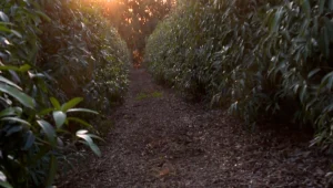 גנבים נתפסו עם יותר מ-500 ק"ג אבוקדו - החקלאים: "אנחנו מופקרים"