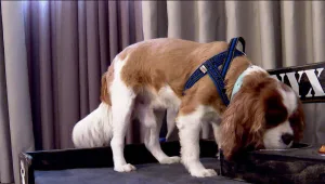 מלונו הטוב של האדם: המלונות שמקבלים באהבה כלבים בחופשה