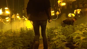 רגע לפני הקציר: חצי טון שתילי סם בשווי עשרות מליוני ש"ח נמצאו במרתף באשדוד