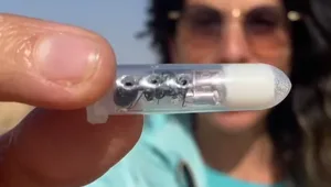 עובדי המכס בנתב"ג נדהמו לגלות - מבריחים נמלים חיות לסין בתוך מזוזות