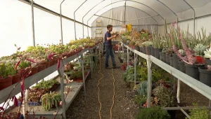 הישראלים שמילאו את הבתים שלהם בצמחים במהלך הקורונה