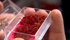 שיגעון הזעפרן: מה אפשר לבשל עם תבלין שעולה 30 אלף ש"ח לקילו?