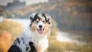 באוסטרליה שוקלים: לחסן 29 מיליון חיות מחמד נגד קורונה