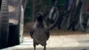 עורבים בכל פינה: בעלי הכנף שהפכו לסיוט של תושבי קליפורניה