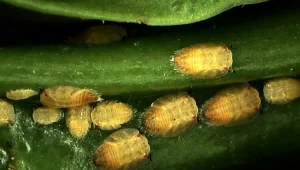 משרד החקלאות מזהיר: מזיק שחדר לישראל עלול להשמיד את עצי ההדר