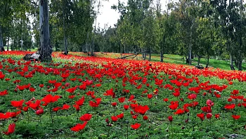 "פשוט מרהיב": כ-150 אלף מטיילים הגיעו לראות את פריחת הכלניות בדרום