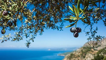 אכילה משותפת, ירקות עונתיים והרבה שמן זית: שמעתם על התזונה הים תיכונית?