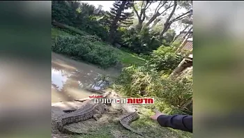 "לא חשבתי שזה כזה מסוכן": הצעיר שנכנס להצטלם עם תנינים בספארי מגיב