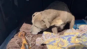 "לא ציפיתי שזה יקרה אי פעם": הכלבה האבודה נמצאה - לאחר 12 שנה