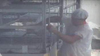 "סבל רב ומיותר": לראשונה - 8 עובדי משחטה הורשעו בצער בע"ח