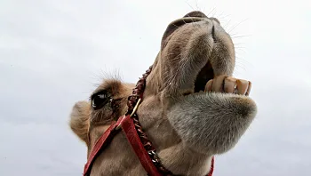 "נמלט ותקף אנשים":  גמל ברח מפינת ליטוף בטנסי ורמס שני גברים למוות