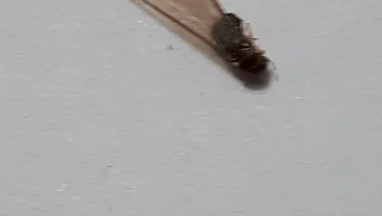 הדברה מקצועית לטרמיטים