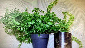 כתב אישום נגד בעל מלון שתיעד זוגות ברגעים אינטימיים: התקין מצלמה בעציץ