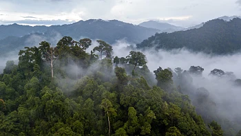 אחרי ארבעה שבועות של חיפושים: שני ילדים נמצאו ביערות האמזונס