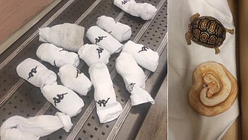 לטאות, נחשים וצבים: חשוד ניסה להבריח לארץ זוחלים נדירים