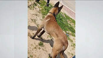 איחוד מרגש: אחרי חצי שנה אחרי שנגנב - הכלב "חץ" נמצא במבצע לאיתור כלי נשק