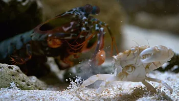 פלאי הטבע בהילוך איטי: כשמצלמות מעקב פוגשות את החיות הכי מיוחדות