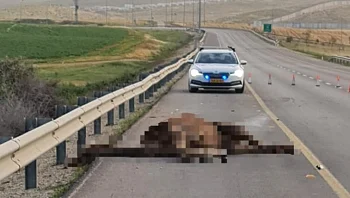אדם נהרג בהתנגשות עם גמל בנגב; נהג משאית נהרג בכביש 6