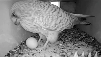 תחביב לא שגרתי: הפנסיונר שמגדל בזים במרפסת - מה חושבים השכנים?