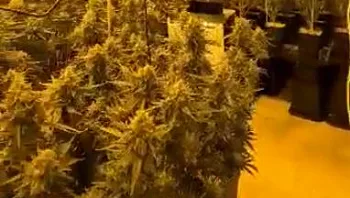 מעבדת הידרו באמצע ראשון לציון: 100 ק"ג של קנאביס נתפסו, 2 חשודים נעצרו