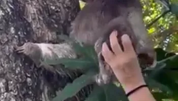 "ממיס את הלב": גור עצלן נמצא בוכה בחוף בקוסטה ריקה - ואוחד עם אימו • צפו