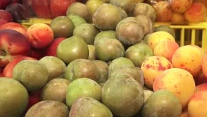 שזיף-אבטיח, תות אפגני ומלון לבנבן: פירות הקיץ החדשים